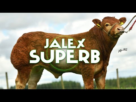 Jalex Superb Limousin Bull