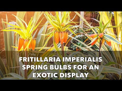 Growing Fritillaria imperialis Bulbs - Autumn Planting for Exotic Spring Flowers