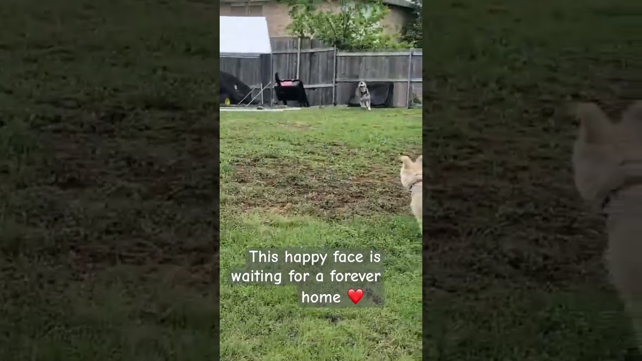 Enlarge Sadie, an adopted Siberian Husky in Justin, TX video 4/6