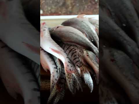 Entre pescados, calor y río | Calamar Bolívar