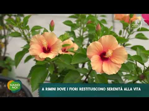 Siamo Noi (Tv2000) - A Rimini dove i fiori restituiscono serenità alla vita