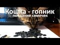 Кошка ест семечки - кошка гопник 