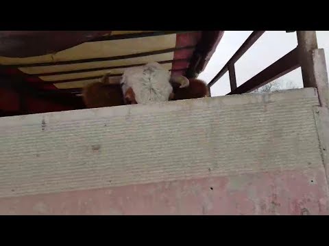 Emisioni Drejtesia ne Kosove Lidhja e Policis me Kontrabanden 2