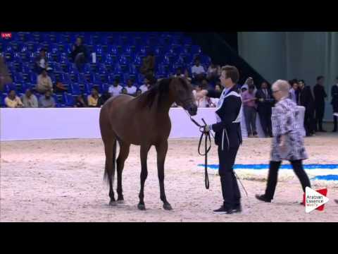 N.190 AJ WADI - Dubai 2016 - Colts 2 years old (Class 10)