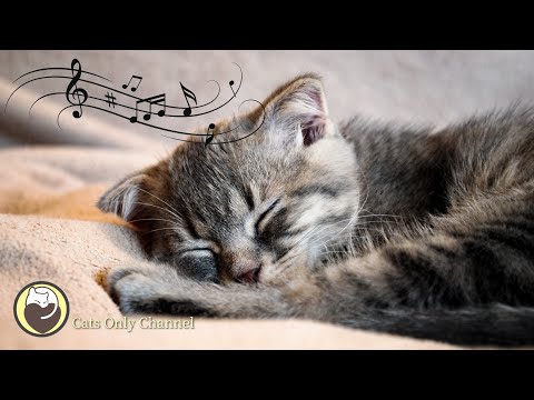 Entspannungsmusik für Katzen - Katzenschnurren & Harfenmusik, Stressabbau, Angstabbau