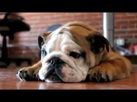 Funny dog