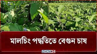 নীলফামারীতে মালচিং পদ্ধতিতে বেগুন চাষ-নিউজ24