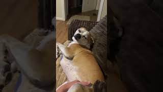 Video preview image #1 American Pit Bull Terrier-Chihuahua Mix Puppy For Sale in Holly Springs, NC, USA