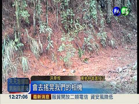 大雪山驚喜! 台灣黑熊漫步林道