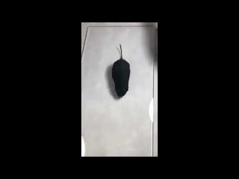 Demonstração rato preto fricção