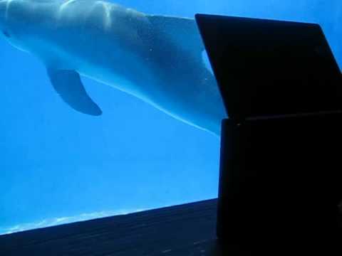 Winter the Dolphin Watching Herself in Dolphin Tale Trailer
