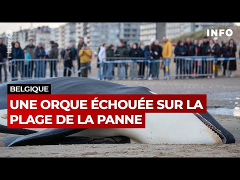 Une orque mâle s’échoue à la Panne - RTBF Info