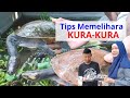Langkah Langkah Cara Beternak Kura Kura Dan Bulus Tips Memelihara Kura Kura Brazil Nirmala Media