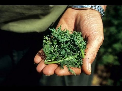 Anzeichen für eine stagnierende vezikulita Die Größe der Prostata Volumen