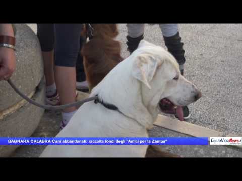 BAGNARA CALABRA Cani abbandonati: raccolta fondi degli "Amici per la Zampa"