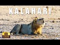 Kalahari Desert 4K Into The Heart Of An Eternal Wilderness Soothing Cinematic Relaxation