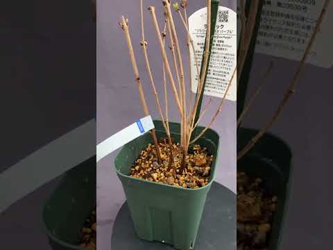 園芸 一般的なライラック