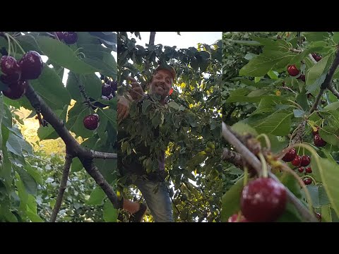 Dakă vrej śirjašă dulś - Zoran djila Klokośoc !!!