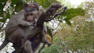 little baby monkey very funny play on the tree,Samnnang KH D4