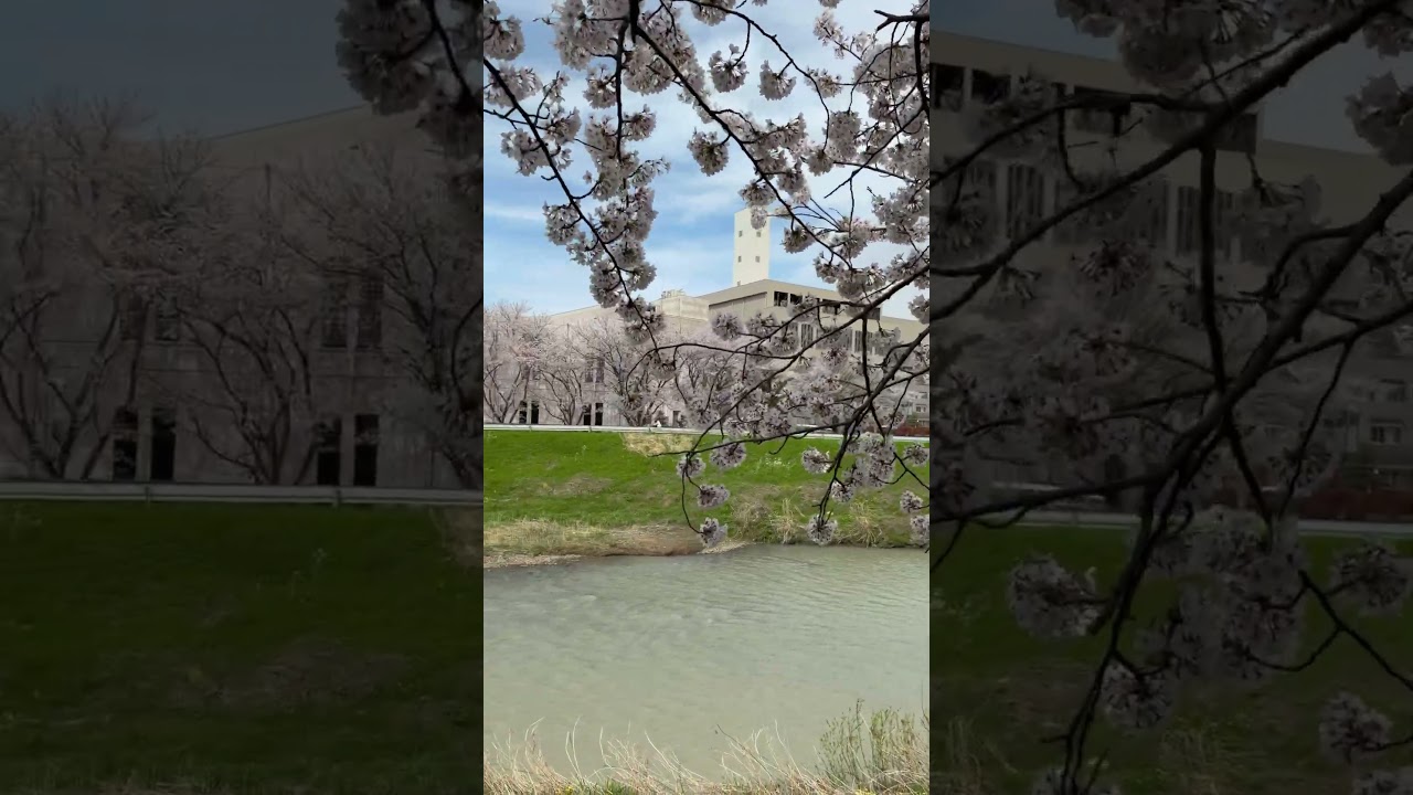 လှလိုက်တဲ့ချယ်ရီပန်းတွေ #ချယ်ရီပန်း #ဂျပန် #hanami #japan #sakura