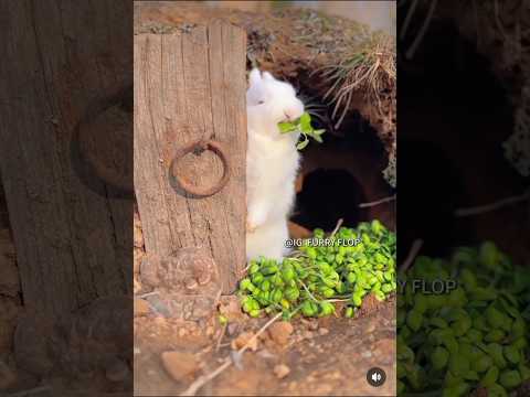 cute rabbit eating fruit 🍑🍓🐇 cute pet rabbit adorable #rabbit #short #shorts