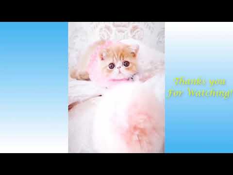 Funny and Cute Cat's Life   Cats and Owners are the best friends Videos 1080p