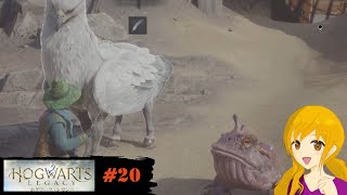 ホグワーツ・レガシー　#20 ：このカエルさんの皮膚をごしごししたらイボをくれるのですが痛くないのでしょうかw