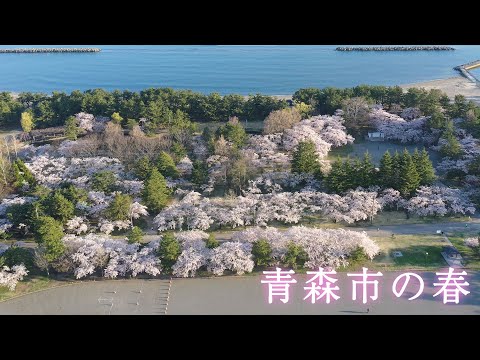 【青森市の春】