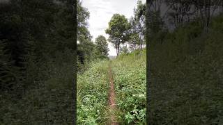 Download lagu HUTAN BUKAN SEMBARANG HUTAN #viralvideo #horror #ghost #mistis #trendingshorts mp3