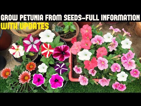 How to Grow Petunia from Seeds (With Full Updates)
