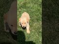 Golden Retriever dogs for sale: Finn❤️AKC Registered - Video 1