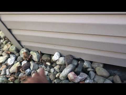 Smelly Skunk Stinking Up Shed in Hamilton, NJ