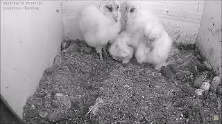 Im Stehen einschlafen 