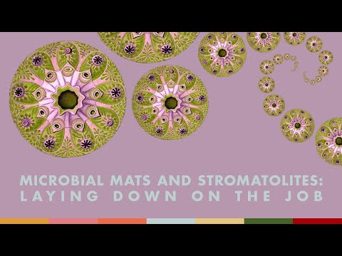 Microbial Mats and Stromatolites: Laying Down on the Job