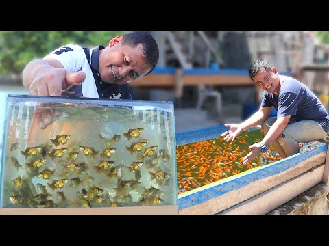 Producing thousands of fish!! Everyone can do this and start Raising and Breeding Goldfish at home