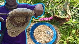หาของป่าวันนี้หมานทั้งมิ้มทั้งไข่มดแดง❗️🐝🐜🥚