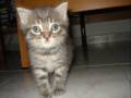gatto matto 