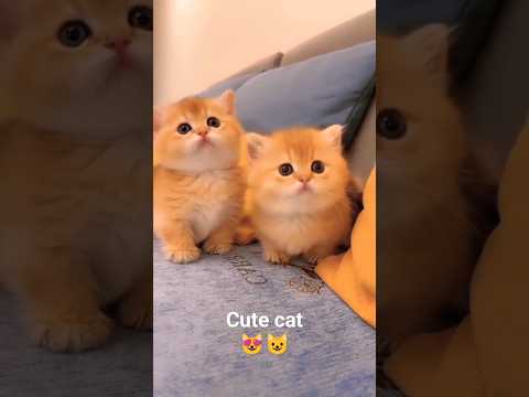 cute cat 😻😺 #cat #kitten #kucinglucu #anakkucinglucu #cats