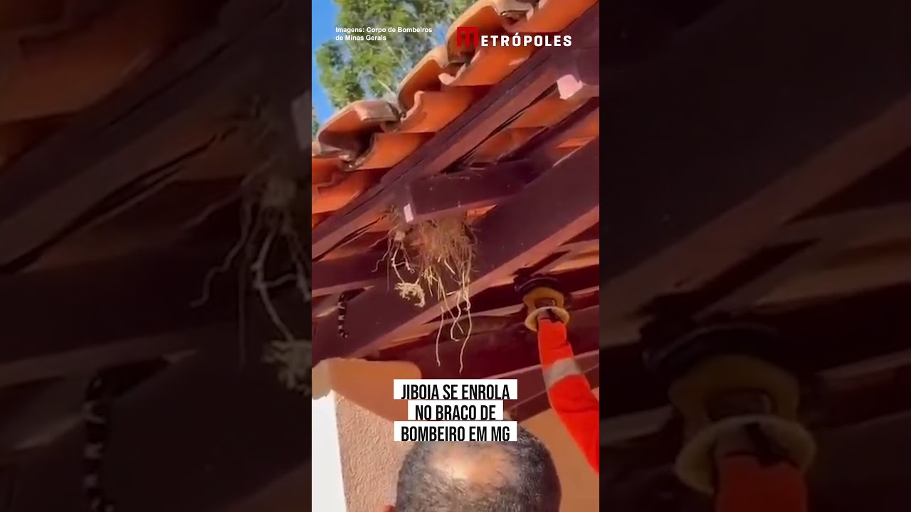 Jiboia se enrola no braço de bombeiro em MG