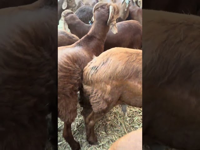سواكني كبير  تربية ناهي