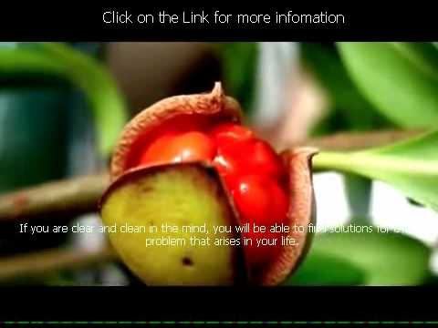 2012 consciousness spiritual awakening mckenna