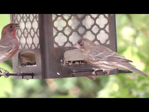 IUCN分類における絶滅の危険性を示す図。