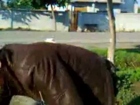 mihaita din berceni mort de beat la piscina