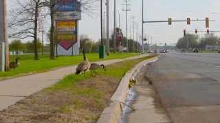 Comedic Mildly Dramatic Baby Canadian Geese "Gosling" rescue in DeKalb, IL