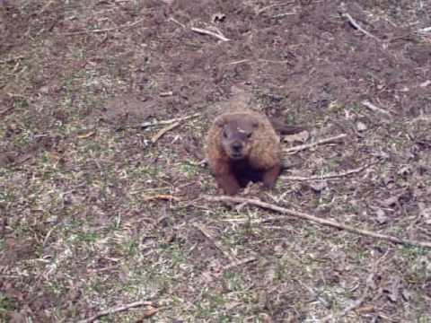 pourquoi la marmotte hiberne-t-elle