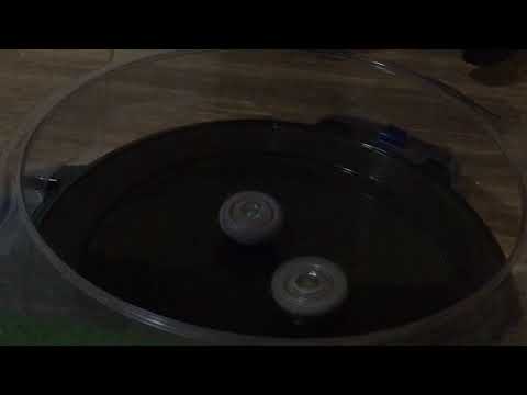 Psychic Phantom vs Wild  Wyvron