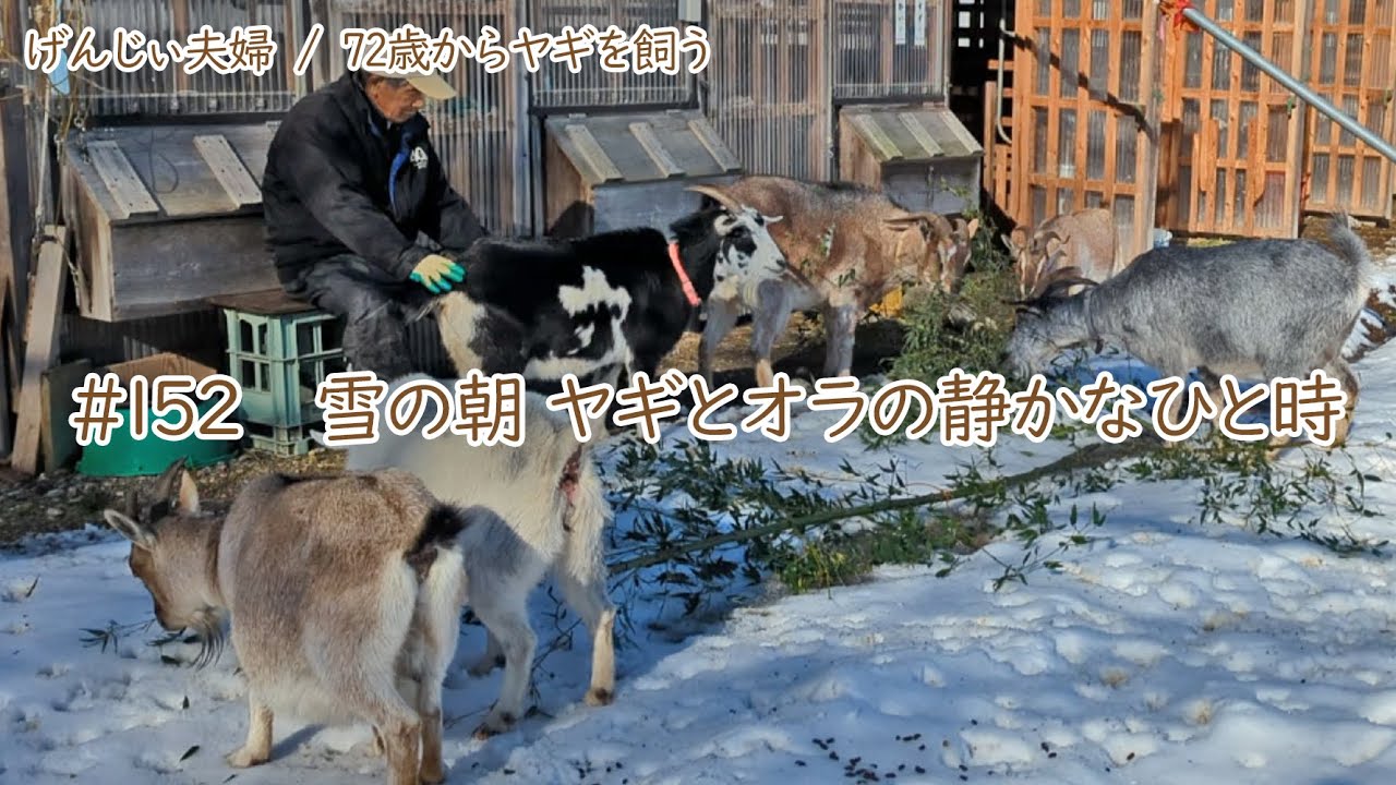 【80歳ヤギ飼い#2】雪の朝、ヤギ小屋の掃除を少しだけ後回しにしてヤギと、オラの静かなひと時「72歳からの楽しいシニアライフ#151」