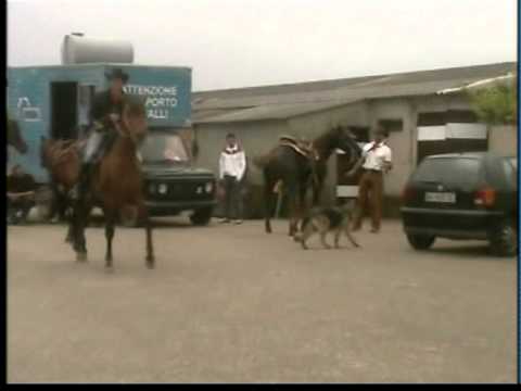 equiraduno san gregorio 2.mpg
