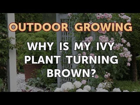 Will Salt or Vinegar Kill Bamboo