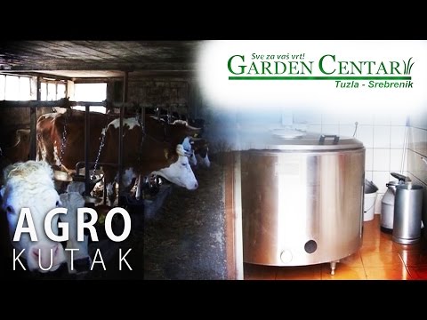 Agro Kutak 52 - Proizvodnja mlijeka u Špionici - 26.10.2016